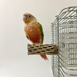 鳥 とまり木  カクタスパーチ（サボテンのとまり木）直2〜3／8cm 
