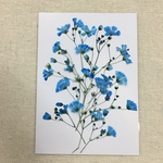  NO.659N ラスト✨揺れるかすみ草✨スカイブルー／押し花素材