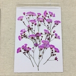 NO.660N 揺れるかすみ草✨ピンク／押し花素材