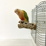 鳥 とまり木  カクタスパーチ（サボテンのとまり木）直径3〜4cm前後／10cm 