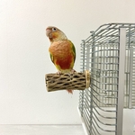 鳥 とまり木  カクタスパーチ（サボテンのとまり木）直径3〜4cm／9cm 