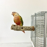 鳥 とまり木  カクタスパーチ（サボテンのとまり木）直径3〜4cm／長さ15cm 