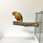 鳥 とまり木  カクタスパーチ（サボテンのとまり木）直径3〜4cm／20cm 