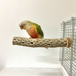 鳥 とまり木  カクタスパーチ（サボテンのとまり木）直径3〜4cm／22cm 