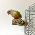 鳥 とまり木  カクタスパーチ（サボテンのとまり木）直径5.5cm前後／9cm 