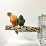 鳥 とまり木  カクタスパーチ（サボテンのとまり木）直径3〜4cm前後／28cm 