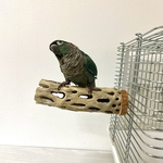 鳥 とまり木  カクタスパーチ（サボテンのとまり木）直径5.5cm前後／15cm 