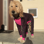 ロンパース for  dog