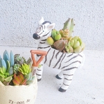 🆕おしゃれなゼブラの寄せ植え🦓しまうまポット（多肉植物orサボテンの寄せ植え）