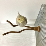 鳥 とまり木  自然木（ツタ）のツインパーチ 直径8mm／長さ19cm 