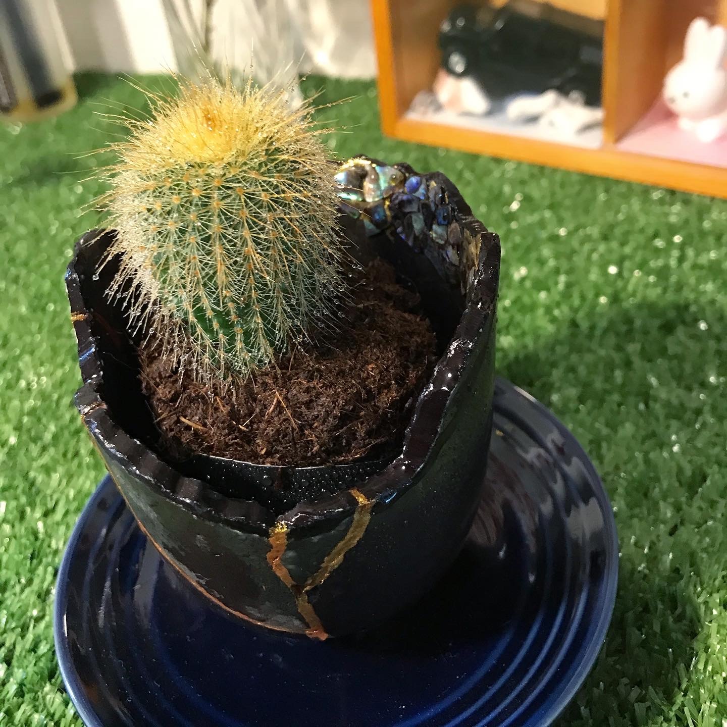螺鈿入り金継ぎ鉢植え(湯呑み)+多肉植物 - KOBEHELIOS'S GALLERY