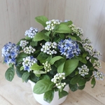 大苗♡常緑アジサイ♡碧の瞳♡青い実♡紫陽花♡5号鉢♡