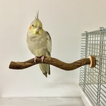鳥 とまり木  自然木（ツタ）のうねうねパーチ 直径2cm／長さ23cm 