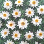 【ペーパーカスケードのドライフラワー　ヘッド10花】