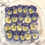 国産ビオラの押し花 アソート グラデーションブルー