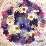 ♡new♡  ♡可愛い押し花セット♡ ♡たくさん入って使いやすい押し花セット♡