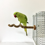 鳥 とまり木  自然木（ツタ）のうねうねパーチ 直径1.5cm／長さ24cm 