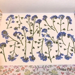 ♡new♡作家様必見♡ 人気の勿忘草がいっぱい♡ 押し花セット