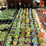 本日5/26日入荷❗️【多肉植物❗️カラフル80苗豪華SET❗️】