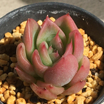【㉔ ラブレター　エケベリア】♡韓国苗♡多肉植物