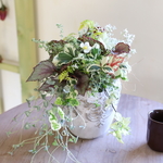【魔女の花】斑入り苺とリーフたちの花束植え
