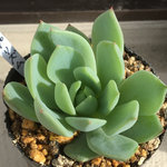 【プリズム　エケベリア】♡多肉植物♡
