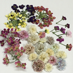 お楽しみ♡ドライフラワー　かすみ草　アリッサム　押し花もミックス♡