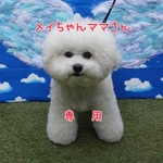 メイちゃんママさん専用ページ