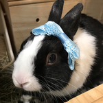 ペット用🎀ダブルリボンカチューシャ🎀ブルー