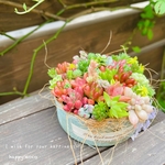 6月7日までの出品です＊.・○＊セダム の可愛いさを伝えたくて~♡＊。・＊