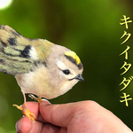 キクイタダキ♡