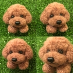 癒しのdogぽんぽん(*´꒳`*)　トイプードル新タイプ