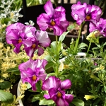 ✾ᵗʱᵃᵑᵏᵧₒᵤ販売×11✾フリルビオラ 𝙽𝚘,𝟷𝟻 オリジナル 15粒 