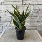 【観葉植物】サンスベリア　キング