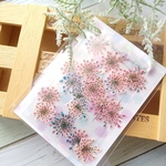 押し花 148　虹色レースフラワー　