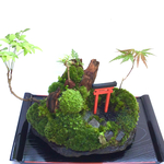 苔盆栽(苔島稲荷神社)