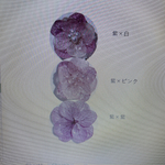 kiko様専用重ね紫陽花プチオーダーメイド紫   ヘアクリップ