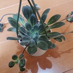 観葉植物❤レア❤プリムリナ❤リトルドラゴン❤ポットごと