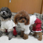 【着】赤チェックパンツ☆女の子向けレース・フリルタイプ　≪オーダーメイド≫　【着まわしツーピースシリーズ】