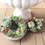 多肉植物 セメントリース 寄せ植え
