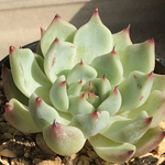 【⑬　ジャッカル　エケベリア】♡韓国苗♡多肉植物