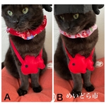 再入荷！金魚ポシェット、猫ちゃんの首輪