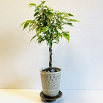 ベンジャミン　スターライト　班入り　ねじり　小鹿田焼　陶器　植木鉢　受け皿付き　観葉植物　飛びかんな