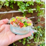 6月7日までの出品です＊.・○＊セダム の可愛いさを伝えたくて~♡＊。・＊
