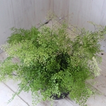 美しい♡アジアンタム♡ミクロフィラム♡観葉植物♡鉢ごと♡
