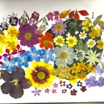 【ワンコイン】押し花カラフルセット  花ぐるまⅡ