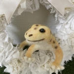 ヒョウモントカゲモドキさん