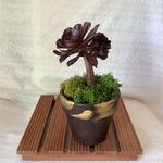 多肉　黒法師鉢植え