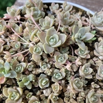 多肉植物セダム　子持ち蓮華　