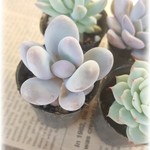 多肉植物　ミニポット苗　エケベリア静夜等4種